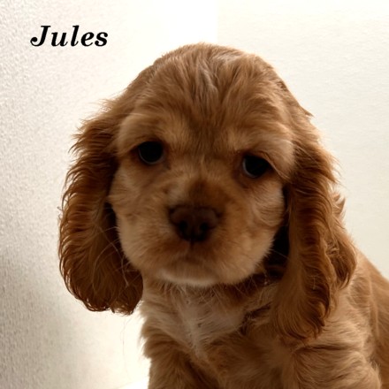 puppy, for, sale, Cocker Spaniel, Joe & Cherri  Overlease, dog, breeder, Miller, MO, dog-breeder, puppy-for-sale, forsale, nearby, find, puppyfind, locator, puppylocator, aca